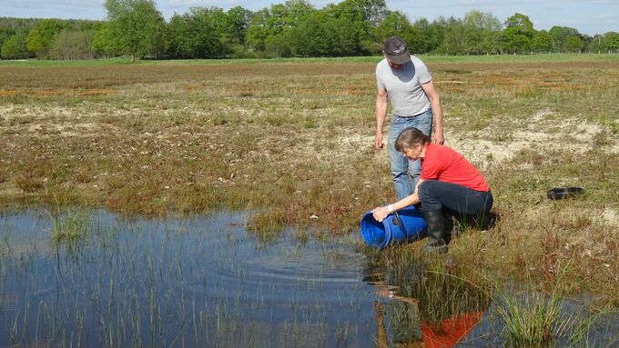 In April 2020, staff of ‘ABU Soest’ released tadpoles from the breeding station into a waterbody in the Lippe floodplain.