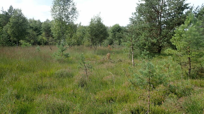 ‘Hellehornheide’ had become increasingly overgrown in recent years.