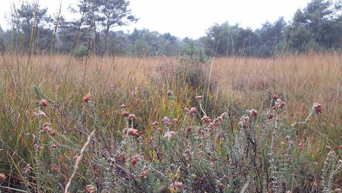 It is still there: Even withered, the bog heather is still easily recognisable next to the moor grass.