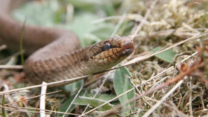 Smooth snake in the sand pit ‚Hassler‘ in Oerlinghausen