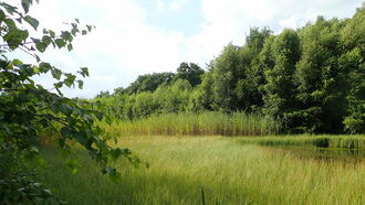 The formerly open waterbody was densely surrounded by woods before the implementation of the measures started.