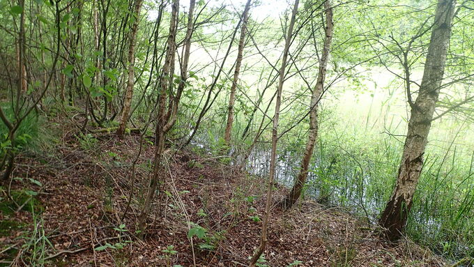 Young birch trees grew directly on the sloping edge of the waterbody