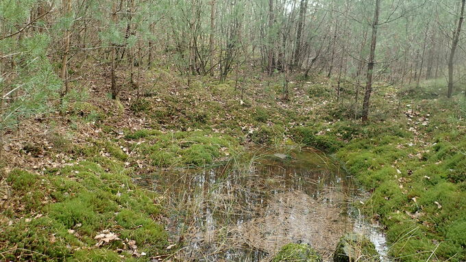 The existing small waterbodies in the former sandpit Hesselte were heavily overgrown before the action was implemented.