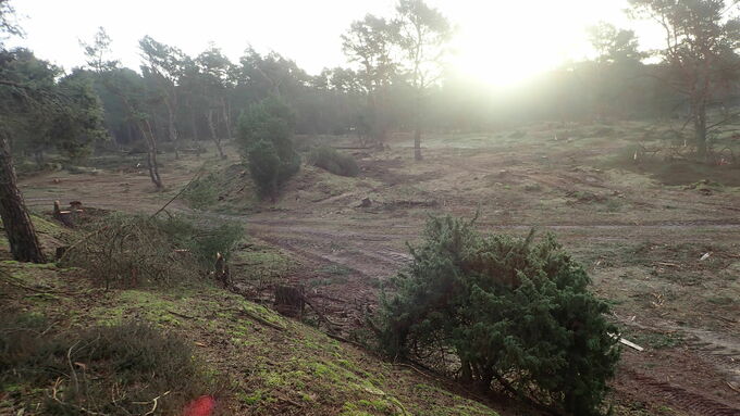 The open land character now predominates on the area. Single standels were marked with warning tape and left standing.