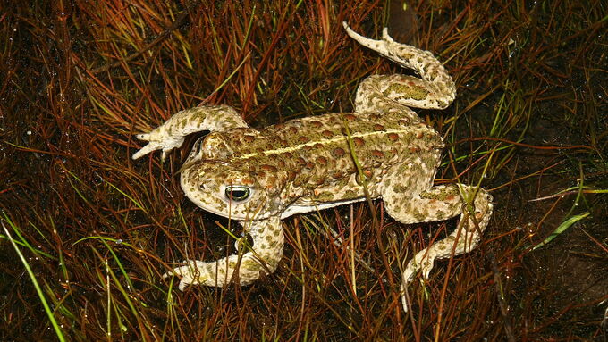 The natterjack toad will hopefully soon accept the refurbished sandpits as habitat.