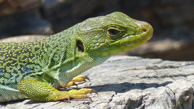 The ocellated lizard (Timon lepidus) was the guiding motif of the event and could also be readily observed in the wild.