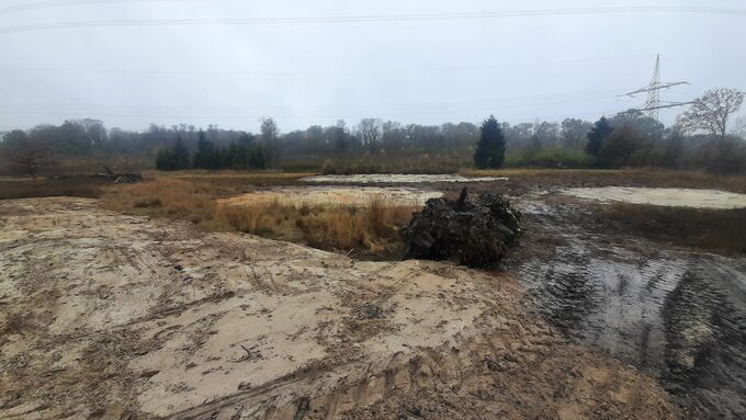 The action site after completion of the work; in the centre one can see an excavated stump which will serve as a structural element for the sand lizard found in the area.