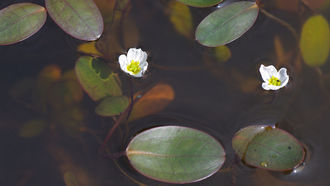 Froschkraut (Luronium natans)