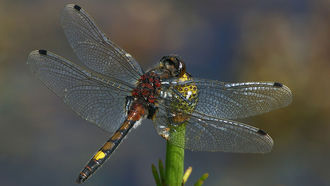 Große Moosjungfer (Leucorrhinia pectoralis)