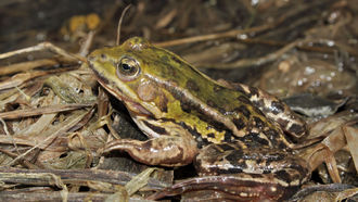 Kleiner Wasserfrosch (Pelophylax lessonae)