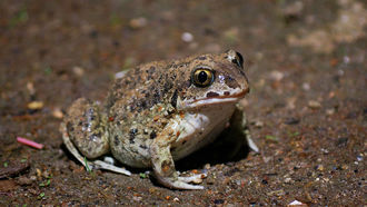 Knoblauchkröte (Pelobates fuscus)