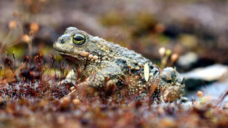 Kreuzkröte (Bufo calamita)