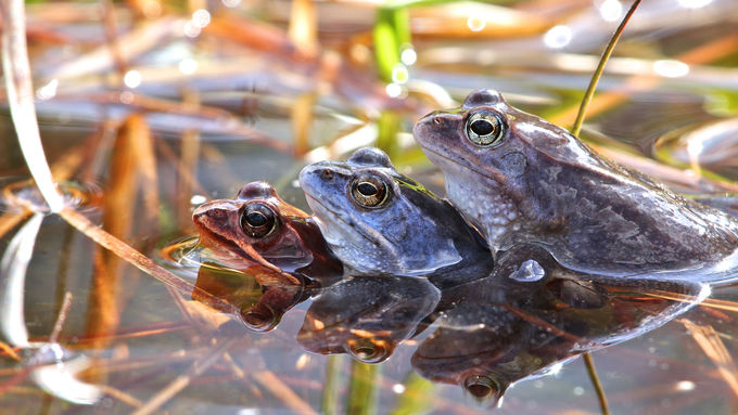 Moorfrosch (Rana arvalis)