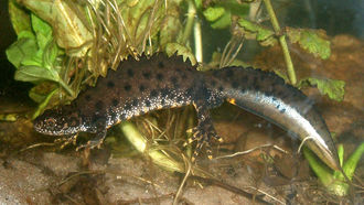 Kammmolch (Triturus cristatus)