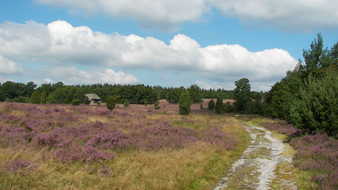 Die Lüneburger Heide bei Niederhaverbeck ("Heidetal")