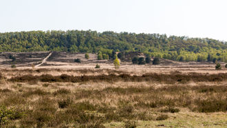 Offene Grasflächen mit Silbergras und Straußgras auf Binnendünen.