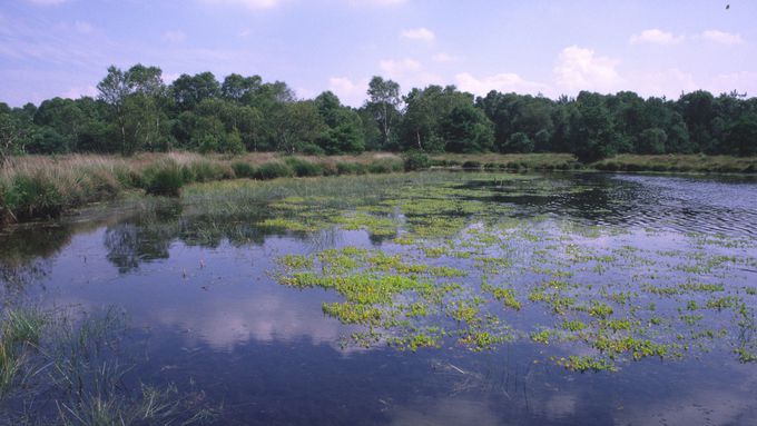 Sehr nährstoff- und basenarme Stillgewässer mit Strandlings-Gesellschaften.