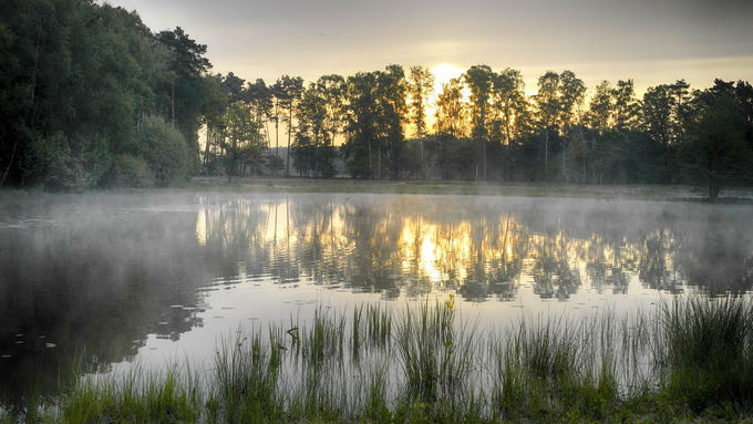 Nährstoffarme bis mäßig nährstoffreiche Stillgewässer mit Strandlings- oder Zwergbinsen-Gesellschaften.