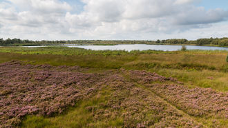 Feuchte Heiden mit Glockenheide im Zwiillbrocker Venn.