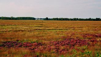 Recker Moor