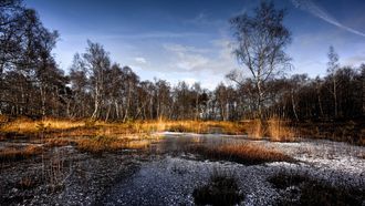 Torfmoor-Schlenken mit Schnabelbinsen-Gesellschaften.