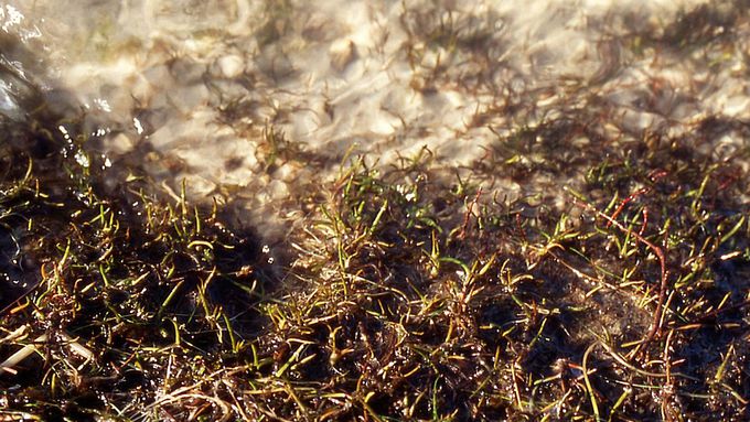 Strandling (Littorella uniflora)