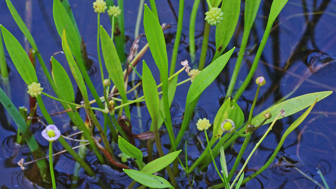 Igelschlauch (Baldellia ranunculoides)