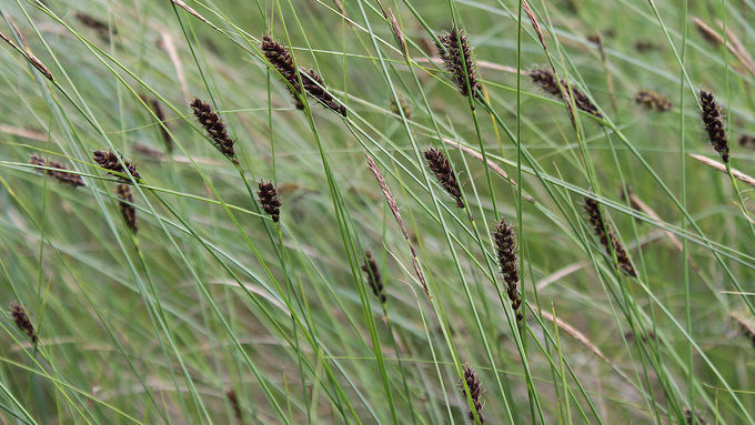 Faden-Segge (Carex lasiocarpa)