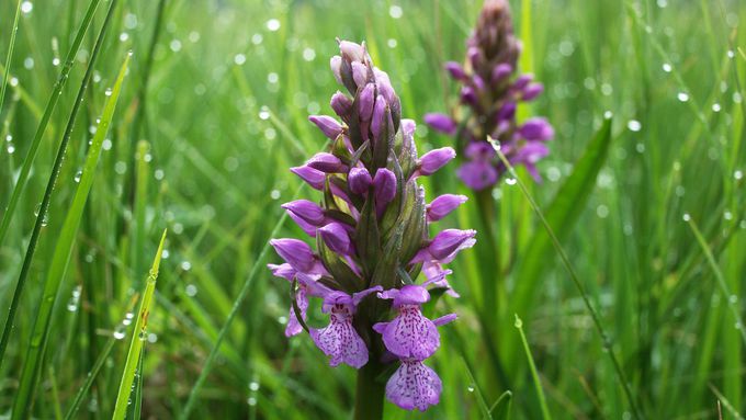 Torfmoos-Knabenkraut (Dactylorhiza sphagnicola)