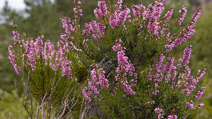 Besenheide (Calluna vulgaris)