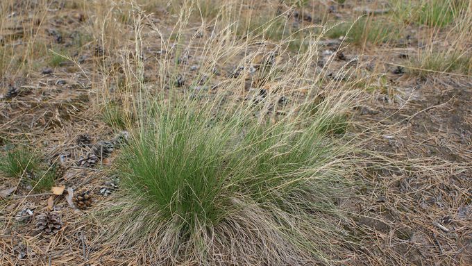 Borstgras (Nardus stricta)