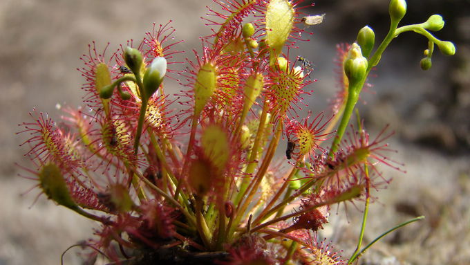 Mittlerer Sonnentau (Drosera intermedia)