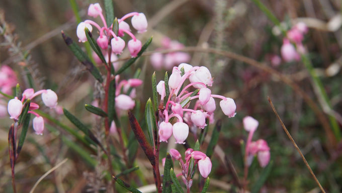 Rosmarinheide (Andromeda polifolia)