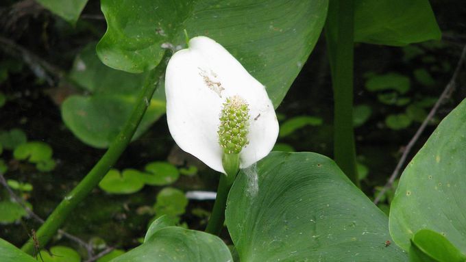 Sumpf-Calla (Calla palustris)