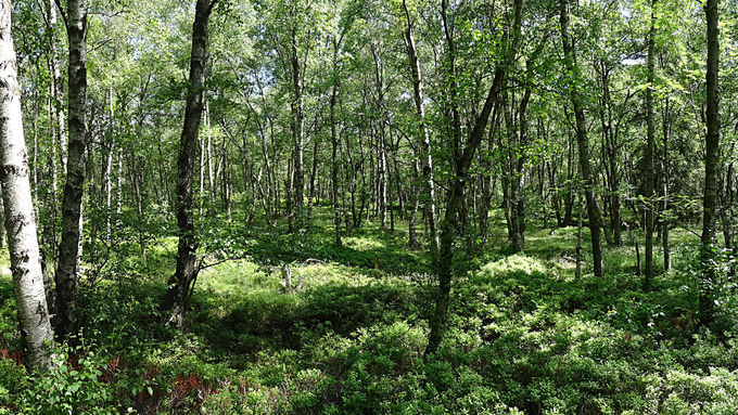 Karpaten-Birke (Betula pubescens subsp. carpatica).