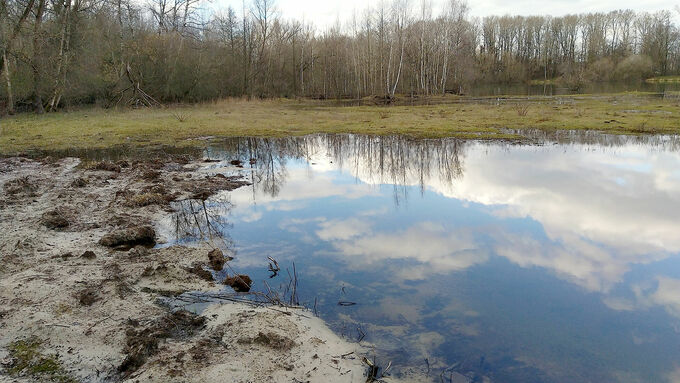 Das neue Laichgewässer am Margarethensee nach Abschluss der Arbeiten