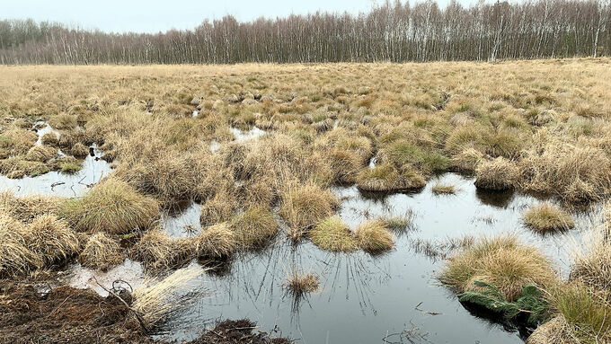 Die Verfüllung der die ehemaligen Wege begleitenden Gräben führte zu einer gut vernässten Moorfläche.