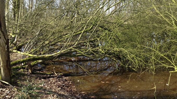 Der Heideweiher war vor Beginn der Maßnahme nahezu vollständig verlandet und von Gehölzen eingenommen.