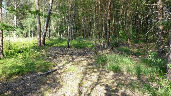 Kiefernpionierwald auf einer der Maßnahmenflächen vor Maßnahmenumsetzung