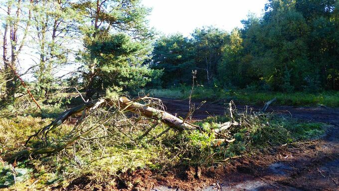 Abgeplaggter Bereich in der Sandheide mit Totholzhaufen nach der Maßnahmenumsetzung