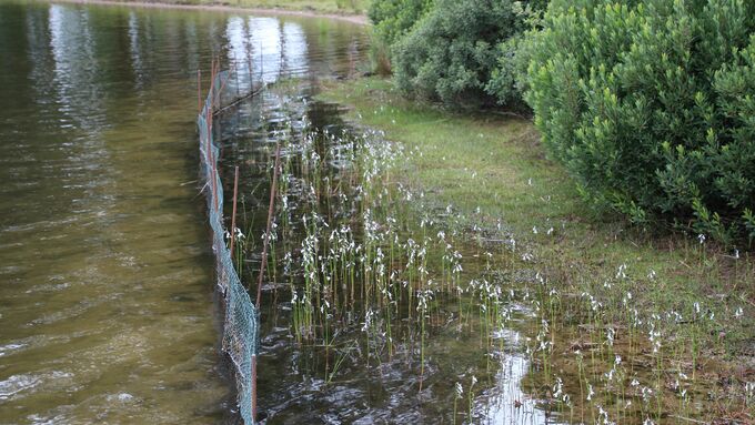 Ein Zaun schützt Lobelien und Strandlingsrasen im Flachwasserbereich des Wollingster Sees