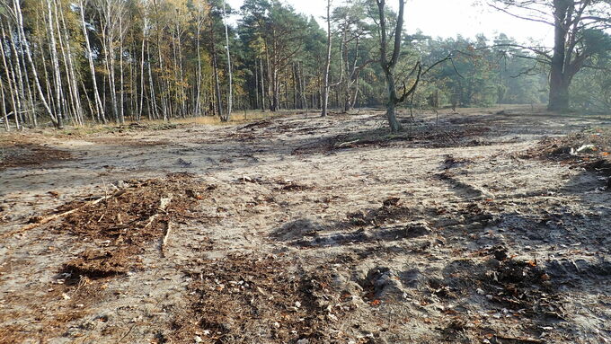 Die Binnendüne wurde von Kiefern und der obersten Bodenschicht befreit, sodass sich hier die Dünenvegetation wieder ansiedeln kann