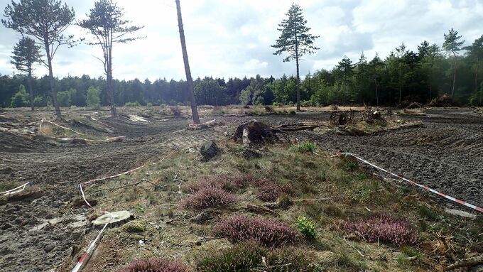 Projektgebiet nach Auflichtung und Plaggen unter Belassen der Zielvegetation. Ausgesparte Bereiche dienten während der Umsetzung als Schutzzonen für die Zauneidechse.