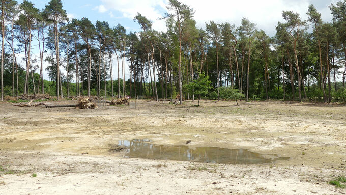 Die Maßnahmenfläche im Juni 2022: Die im nährstoffarmen Sandboden angelegten Senken haben sich trotz der vergangenen trockenen Monate zum Teil mit Wasser gefüllt.