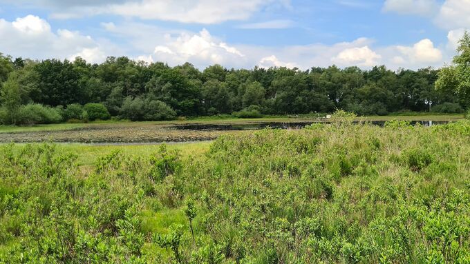 Der Heideweiher vor Beginn der Arbeiten