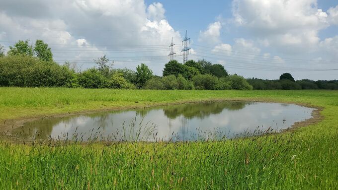 Das neu angelegte Kleingewässer in der Haarener Lippeaue