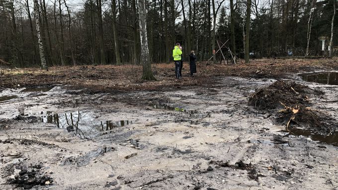 Bereits in Teilen abgeplaggter ehemaliger Bestand aus spätblühender Traubenkirsche.