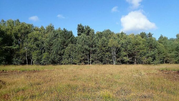 In der freigestellten Hellehornsheide kann sich die Glockenheide wieder frei entfalten. Links und rechts sind die abgeschobenen Bereiche zu erahnen. Die Fläche bleibt insgesamt von einem Gehölzbestand eingefasst