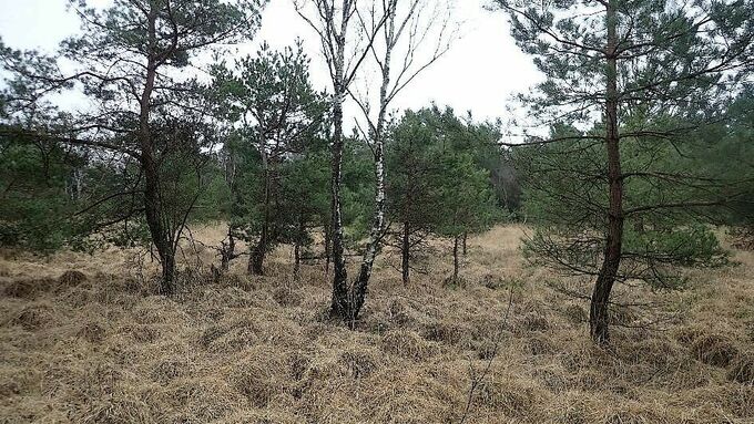 Vor Maßnahmenbeginn lag die Hellehornsheide noch im Dornröschenschlaf.