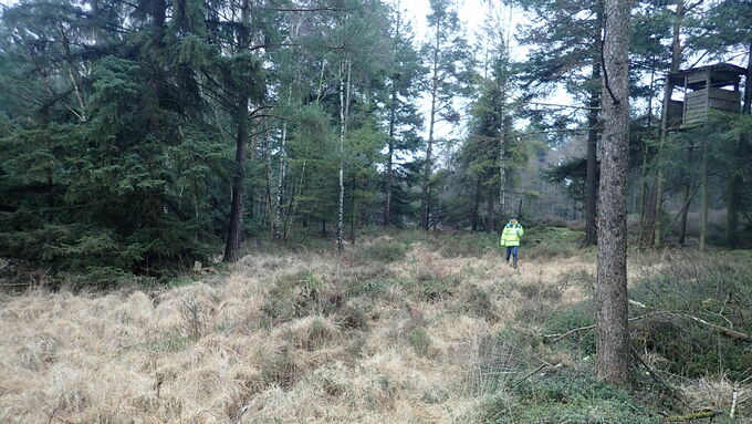 Die Feuchtheideflächen im Börsteler Wald waren vor der Maßnahmenumsetzung durch Fichten getrennt